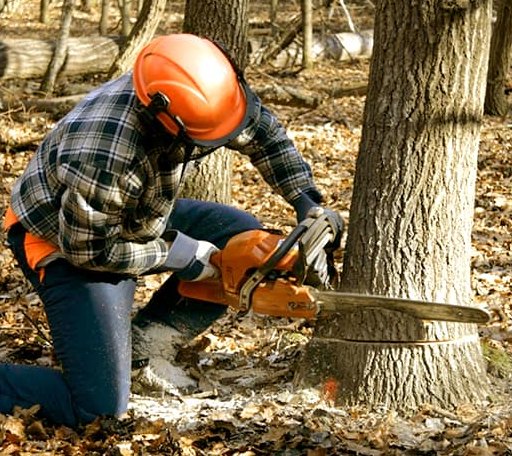 Tree Removal in Wiggins, MS